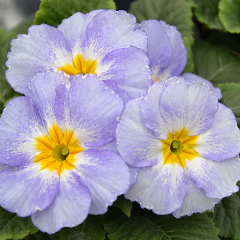 Primula Porcelain Blue - Kissenprimel (Blüte)