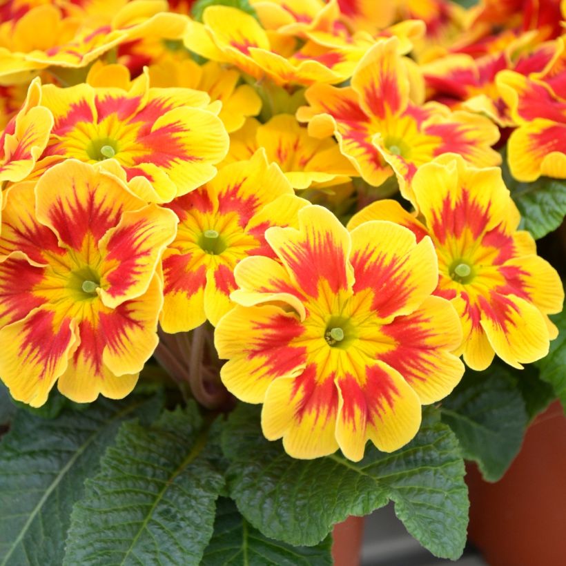 Primula Starfire - Kissenprimel (Blüte)