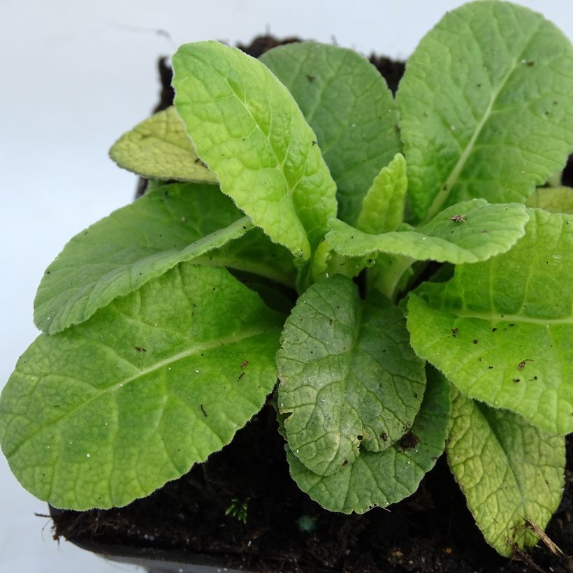 Primula Elizabeth Killelay - Kissenprimel (Foliage)