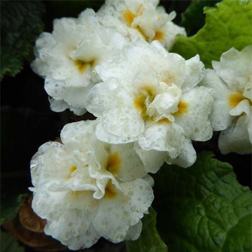 Primula Mr Brouart - Kissenprimel (Flowering)