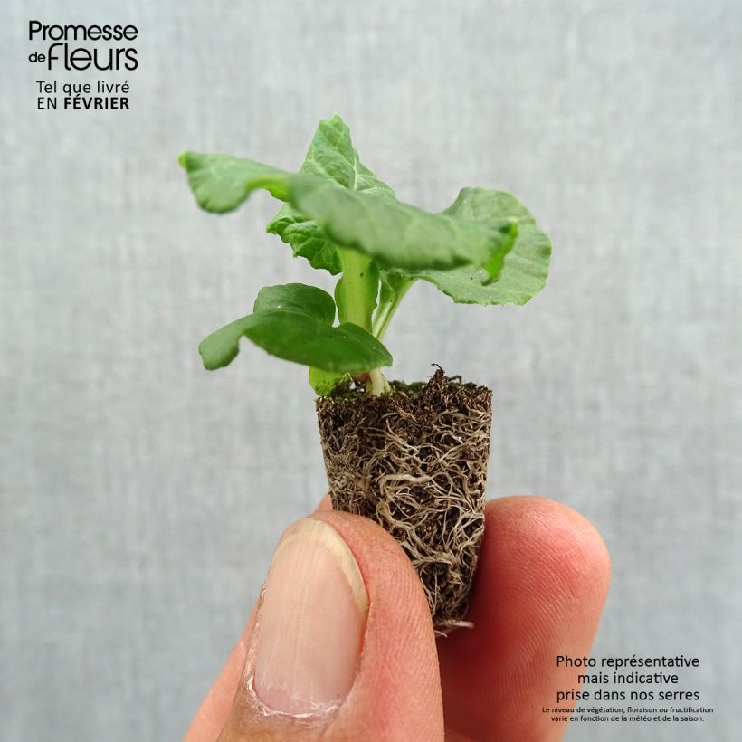 Example of Hohe Schlüsselblume Black Laced - Primula Mini-Plug Ø 1,5/2,5 cm as you get in automne