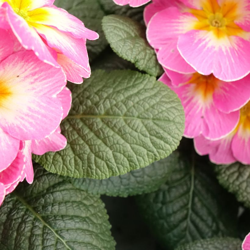 Primula Lipstick - Kissenprimel (Foliage)