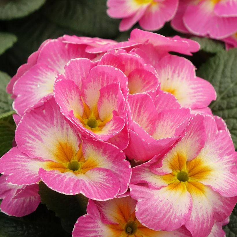 Primula Lipstick - Kissenprimel (Flowering)