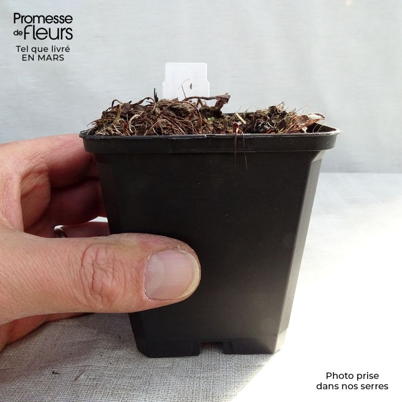 Exemplar von Primula denticulata Alba - Kugelprimel Kleine Töpfe von 8/9 cm wie im Winter geliefert