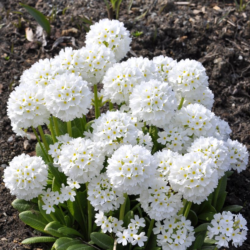 Primula denticulata Alba - Kugelprimel (Plant habit)