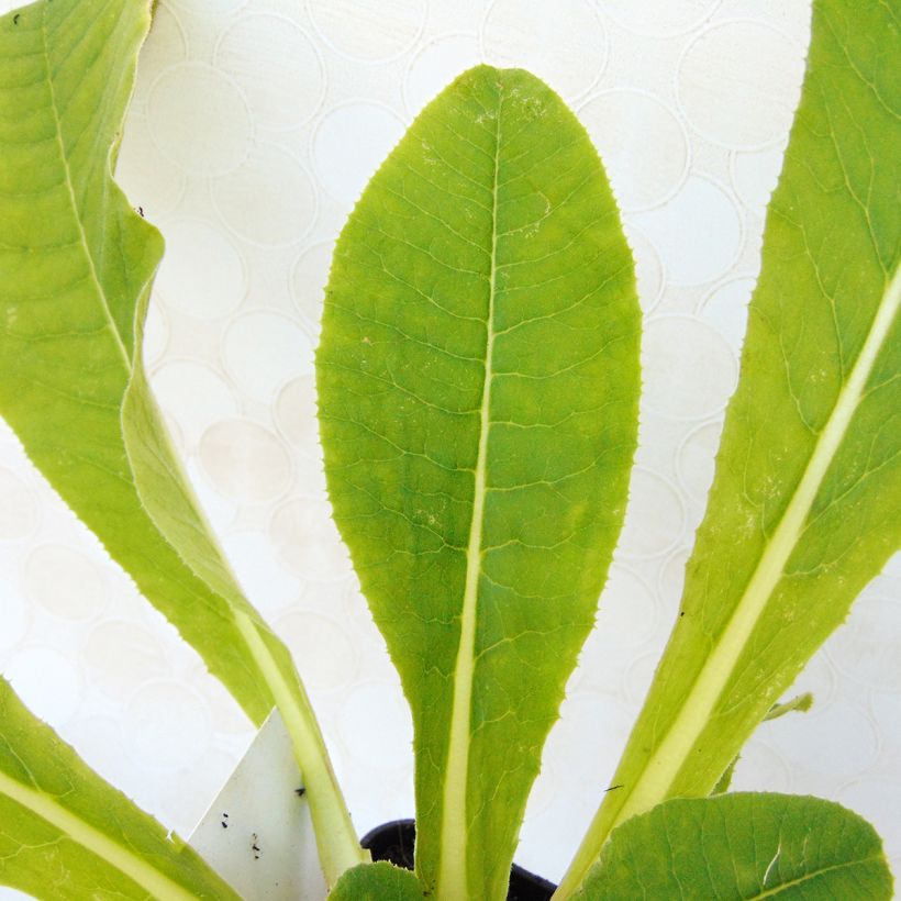 Primula denticulata Cashmeriana - Kugelprimel (Foliage)