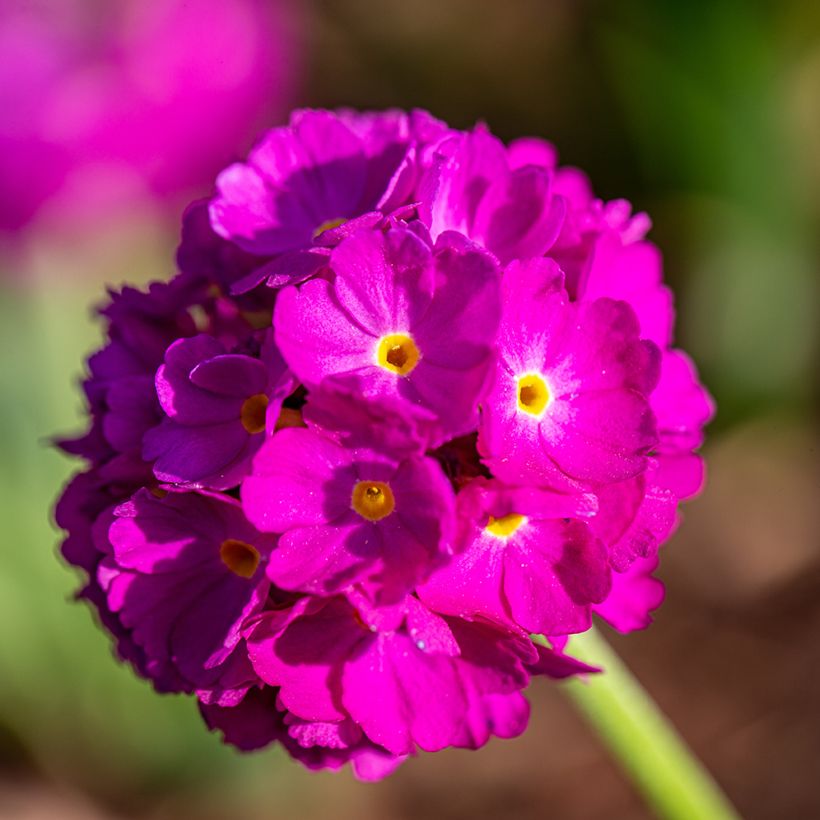 Primula denticulata Rubin - Kugelprimel (Flowering)
