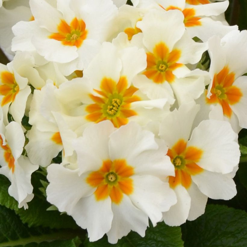 Hohe Schlüsselblume Colibri Withe Orange Eye - Primula (Flowering)
