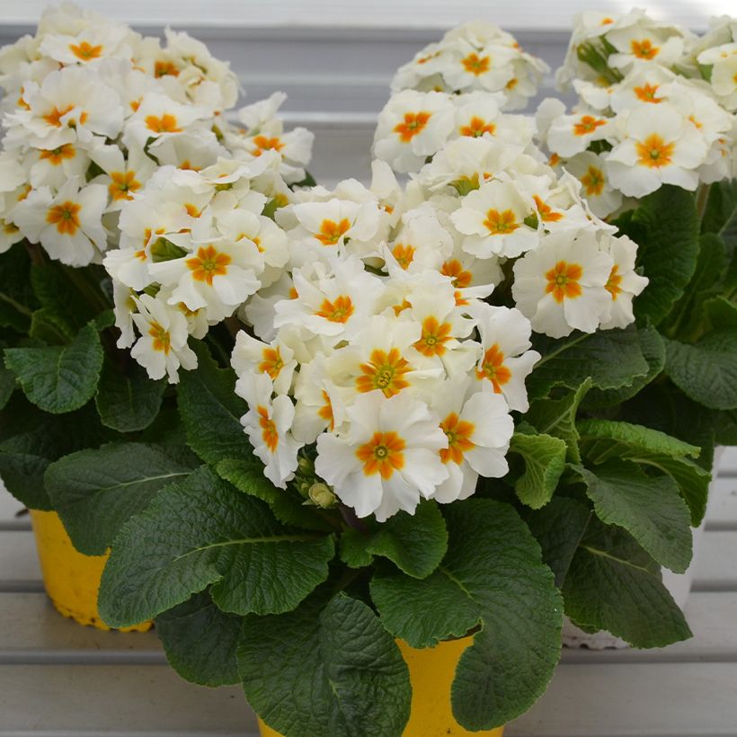 Hohe Schlüsselblume Colibri Withe Orange Eye - Primula (Plant habit)