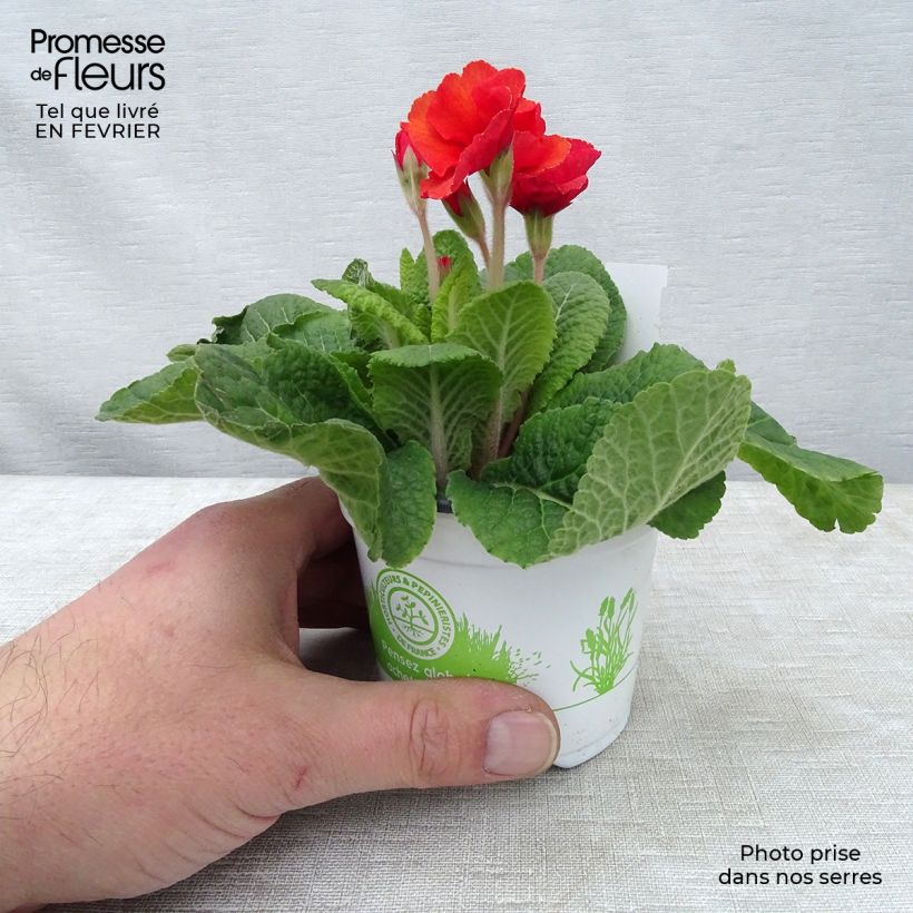 Example of Hohe Schlüsselblume Cottage Shades - Primula Kleine Töpfe von 8/9 cm as you get in hiver
