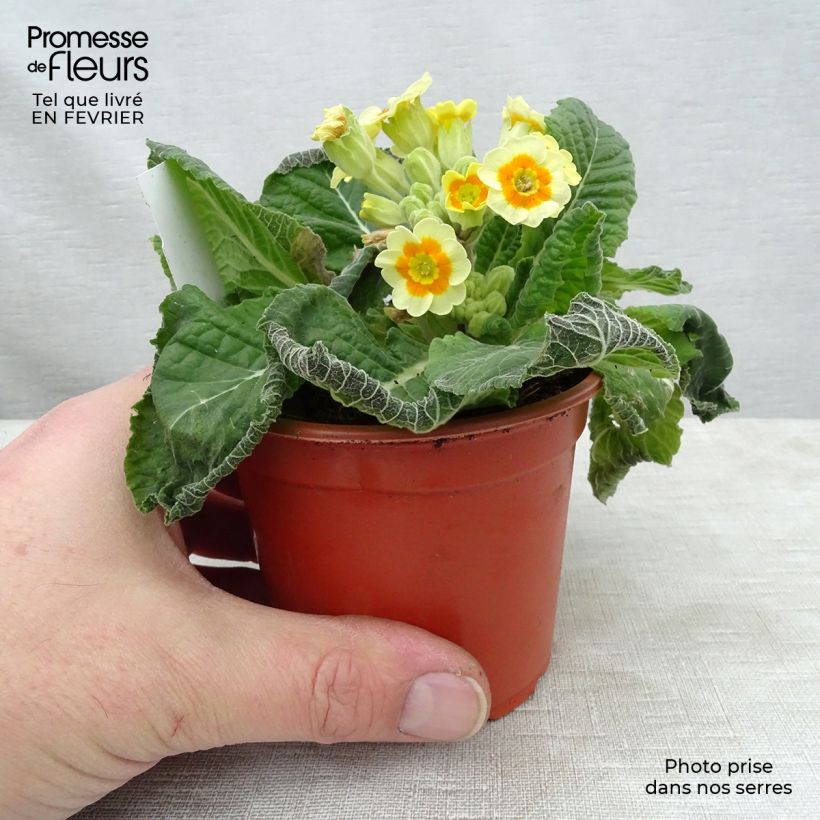 Example of Hohe Schlüsselblume Cream Orange Eye - Primula Kleine Töpfe von 8/9 cm as you get in hiver