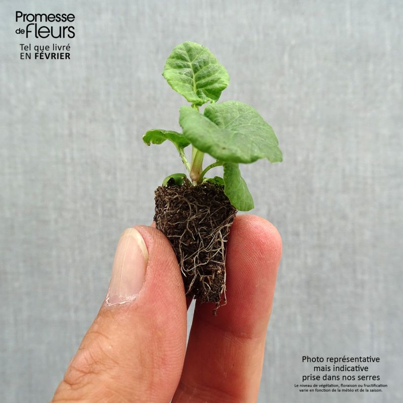 Example of Hohe Schlüsselblume Mister Gold Laced - Primula Mini-Plug Ø 1,5/2,5 cm as you get in automne