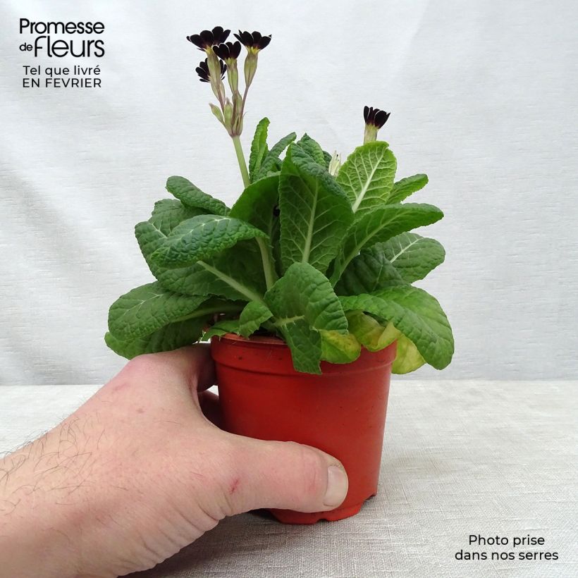 Example of Hohe Schlüsselblume Mister Silver Laced - Primula Kleine Töpfe von 8/9 cm as you get in hiver