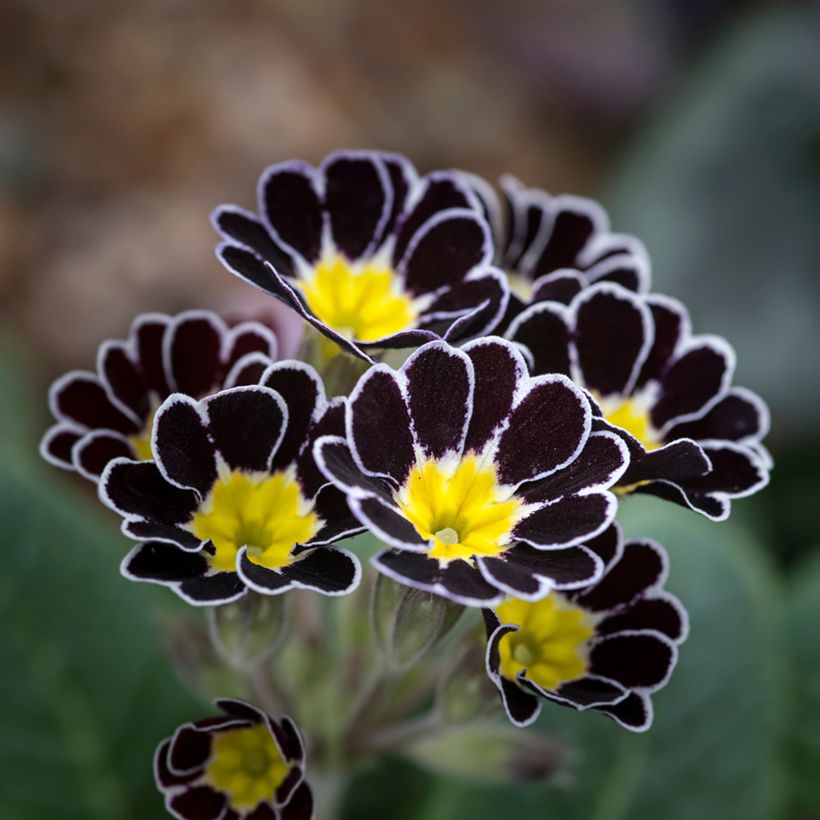 Hohe Schlüsselblume Mister Silver Laced - Primula (Flowering)