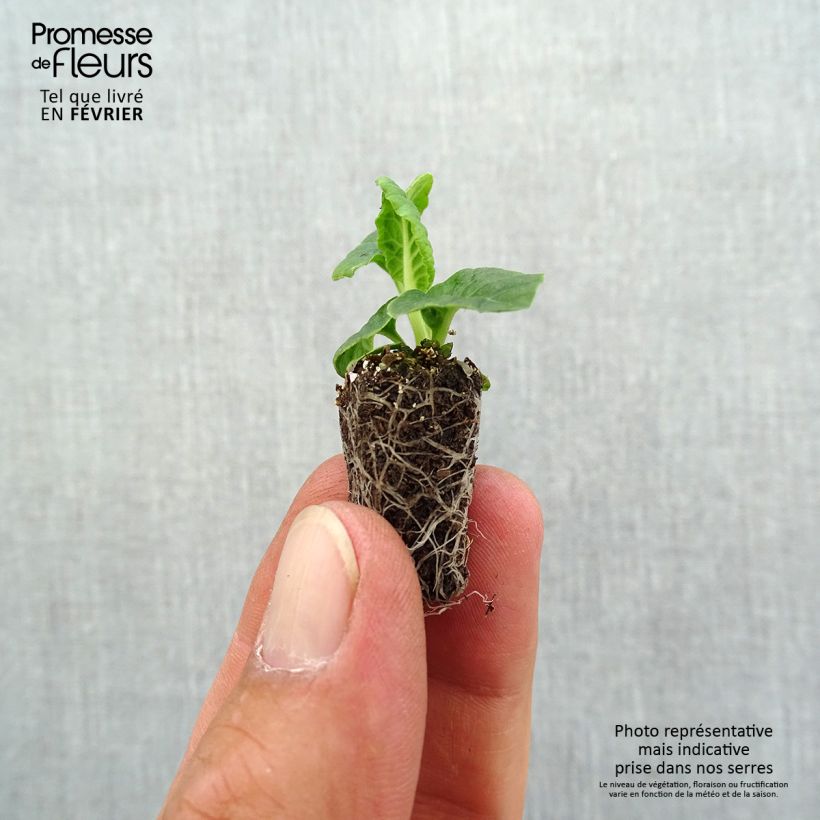 Example of Hohe Schlüsselblume Veristar Late Marmelade - Primula Mini-Plug Ø 1,5/2,5 cm as you get in automne