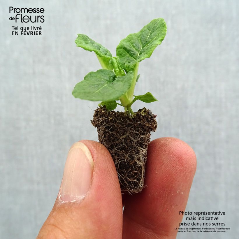 Example of Hohe Schlüsselblume Veristar Late Red F1 - Primula Mini-Plug Ø 1,5/2,5 cm as you get in automne