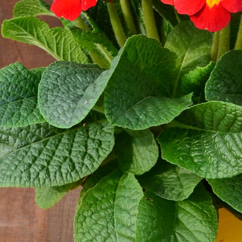 Hohe Schlüsselblume Veristar Late Red F1 - Primula (Foliage)