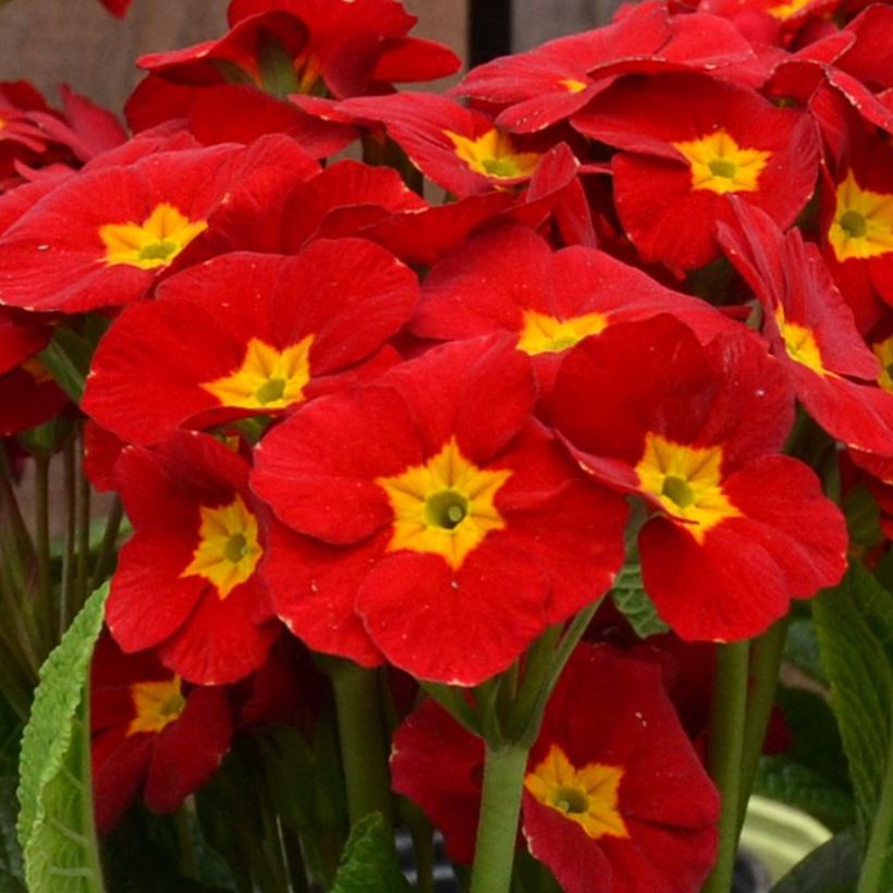 Hohe Schlüsselblume Veristar Late Red F1 - Primula (Flowering)