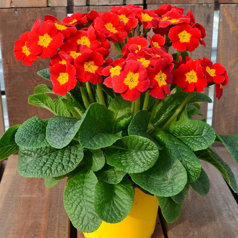 Hohe Schlüsselblume Veristar Late Red F1 - Primula (Plant habit)