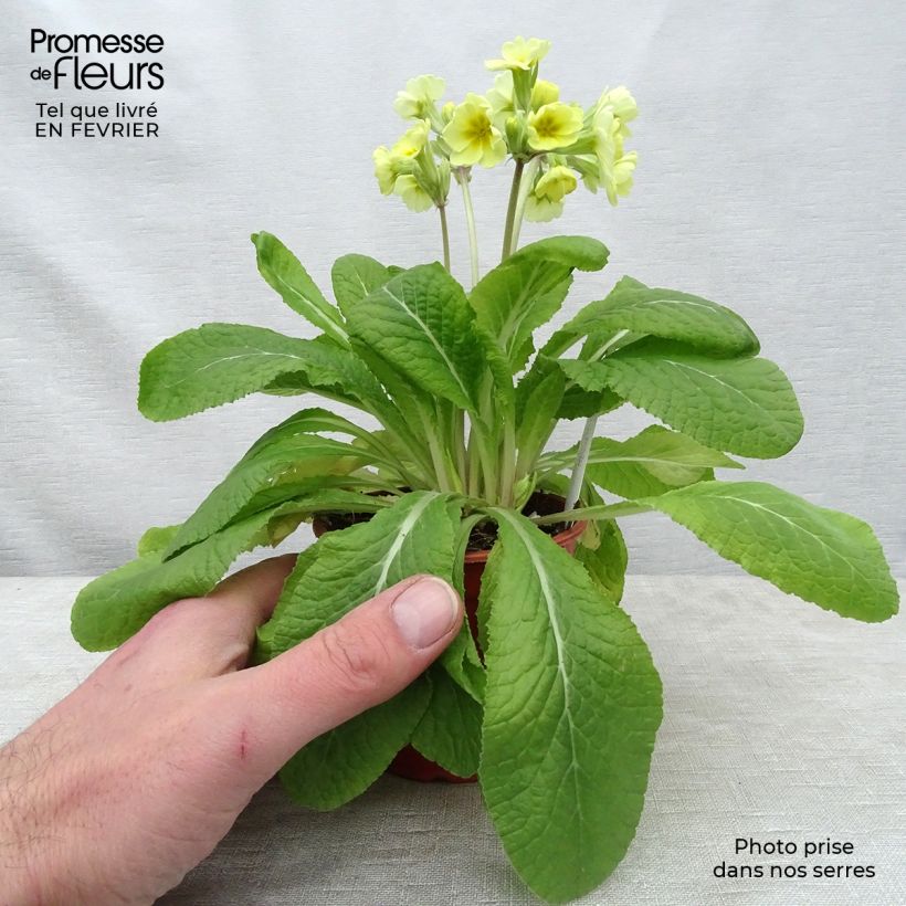 Example of Hohe Schlüsselblume Veristar Lemon - Primula Kleine Töpfe von 8/9 cm as you get in hiver