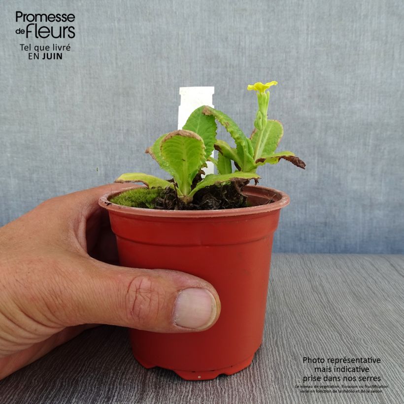Exemplar von Hohe Schlüsselblume Veristar Yellow - Primula Kleine Töpfe von 8/9 cm wie im Sommer geliefert