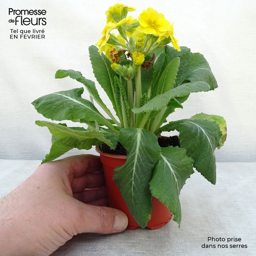 Exemplar von Hohe Schlüsselblume Veristar Yellow - Primula Kleine Töpfe von 8/9 cm wie im Winter geliefert