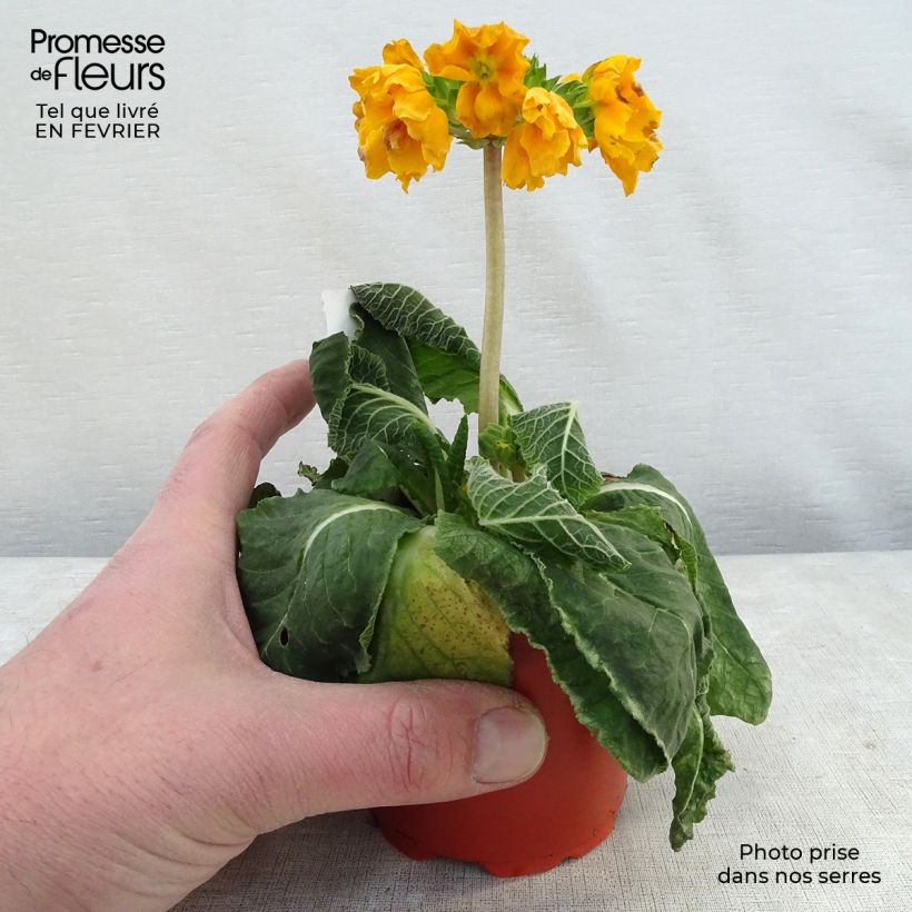 Example of Hohe Schlüsselblume Veristar Yellow Gold - Primula Kleine Töpfe von 8/9 cm as you get in hiver
