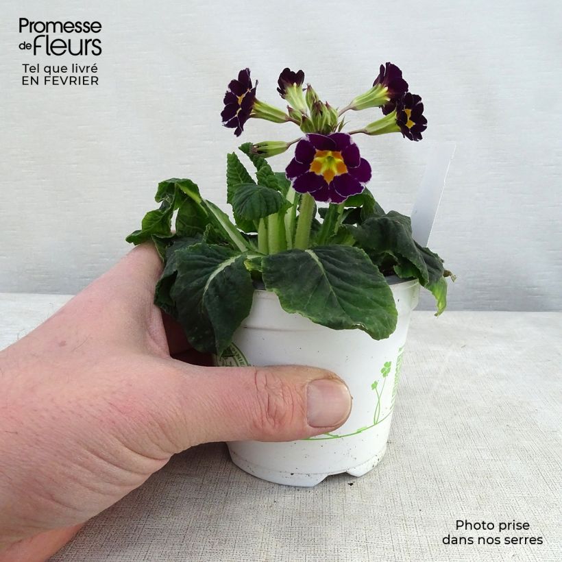 Example of Hohe Schlüsselblume Violet Laced - Primula Kleine Töpfe von 8/9 cm as you get in hiver