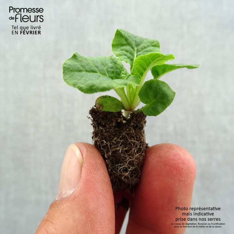 Example of Hohe Schlüsselblume Violet Laced - Primula Mini-Plug Ø 1,5/2,5 cm as you get in automne