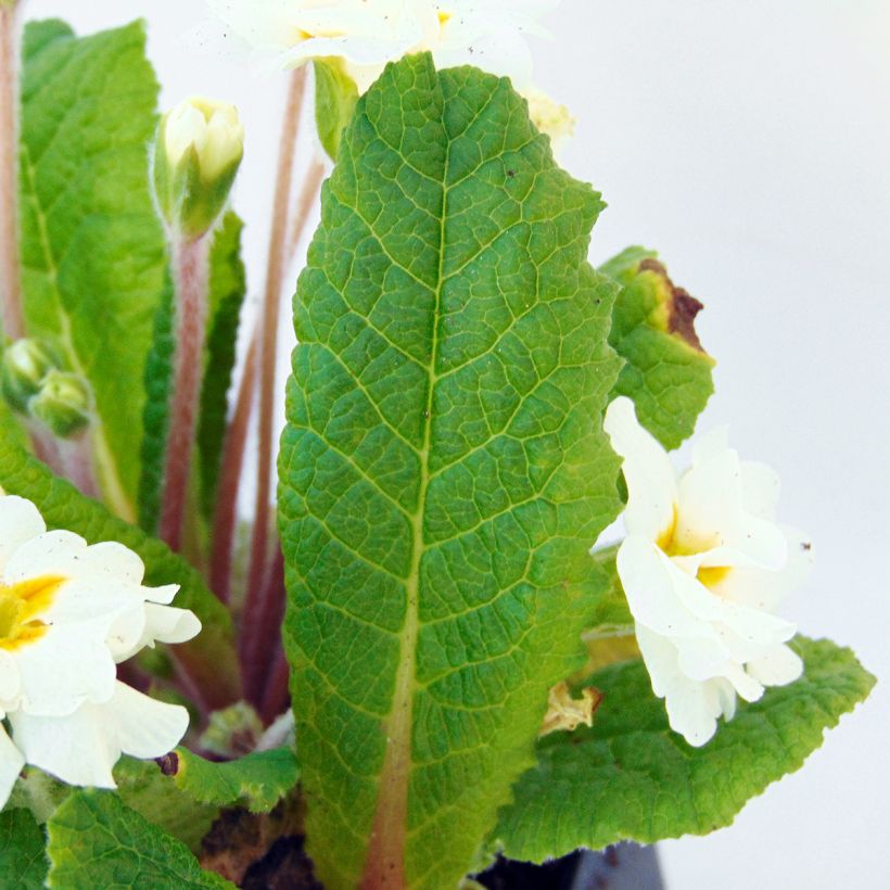 Primula Mr Brouart - Kissenprimel (Foliage)