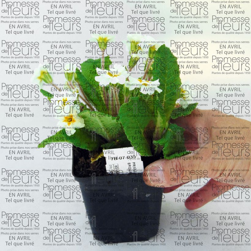 Example of Primula Mr Brouart - Kissenprimel Kleine Töpfe von 8/9 cm as you get
