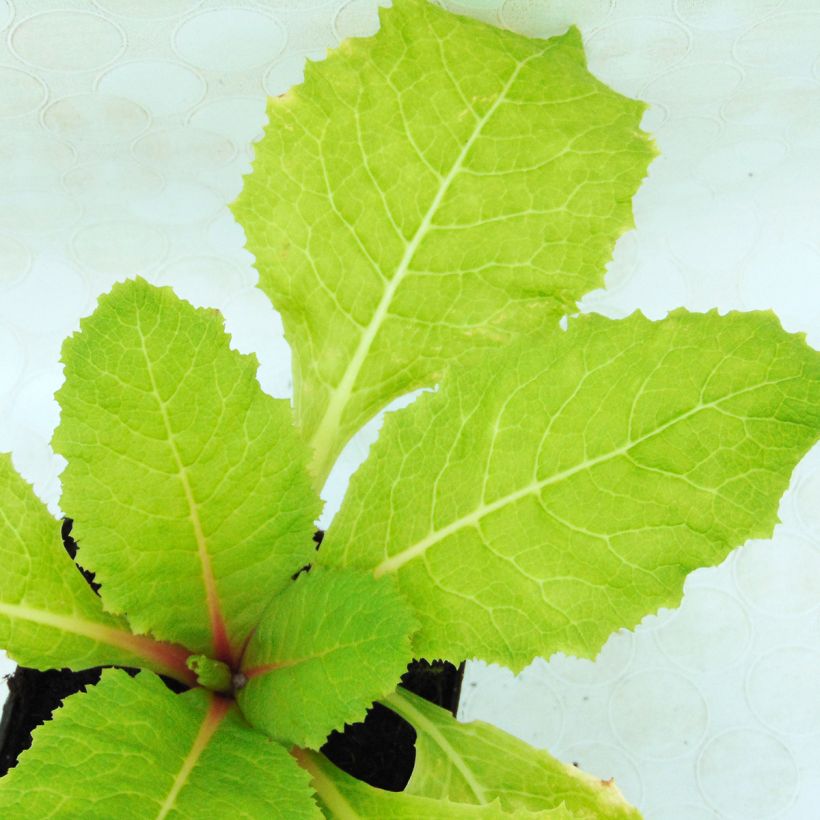 Primula japonica - Etagen-Primel (Foliage)