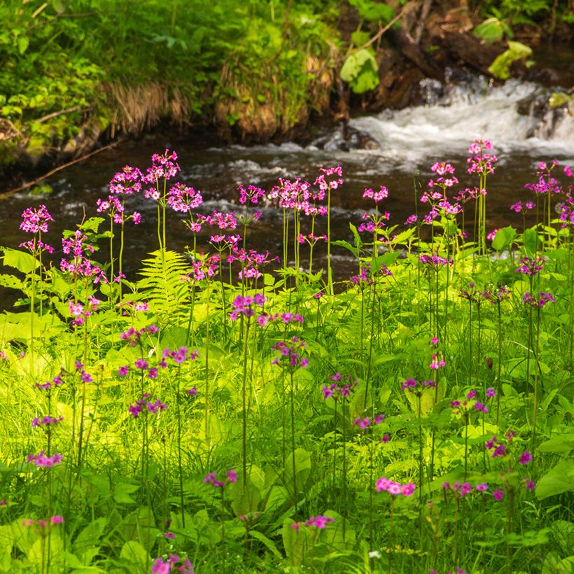 Primula japonica - Etagen-Primel (Plant habit)