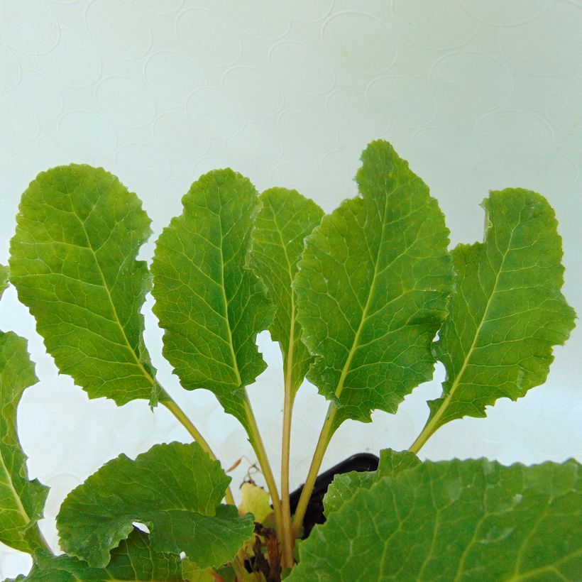 Primula juliae Ideaal - Primel (Foliage)