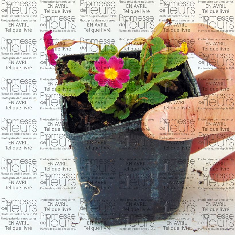 Example of Primula juliae Ideaal - Primel Kleine Töpfe von 8/9 cm as you get