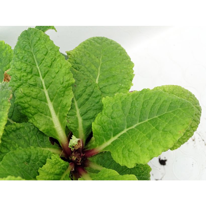 Primula polyantha Tie Dye - Primel (Foliage)