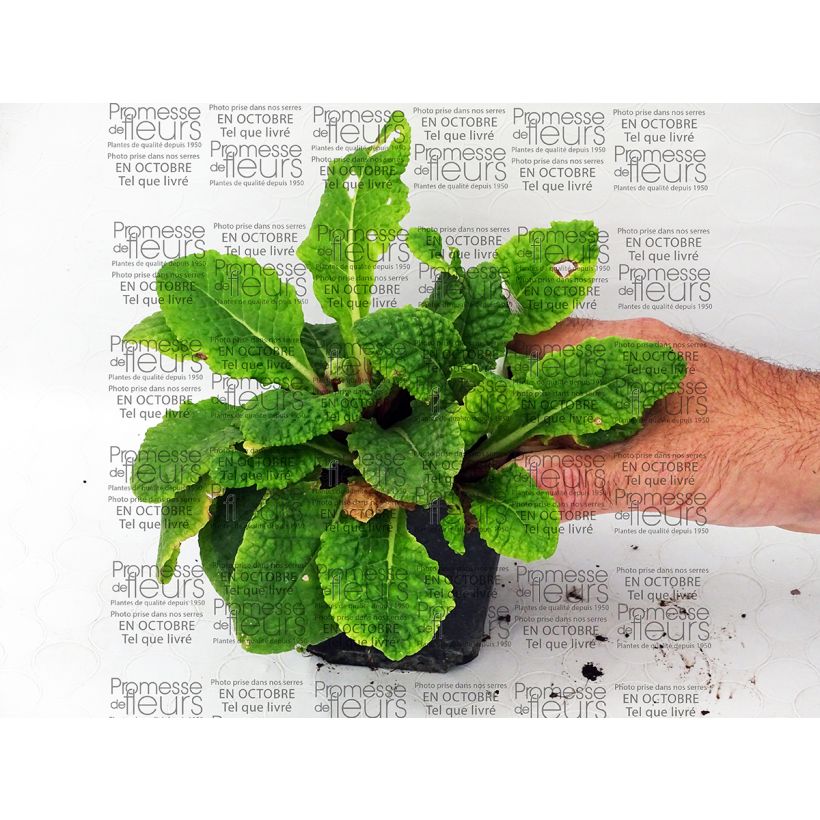 Example of Primula polyantha Tie Dye - Primel Kleine Töpfe von 8/9 cm as you get