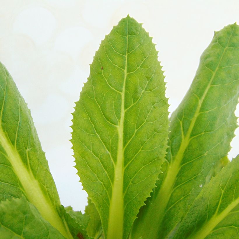 Primula secundiflora - Primel (Foliage)