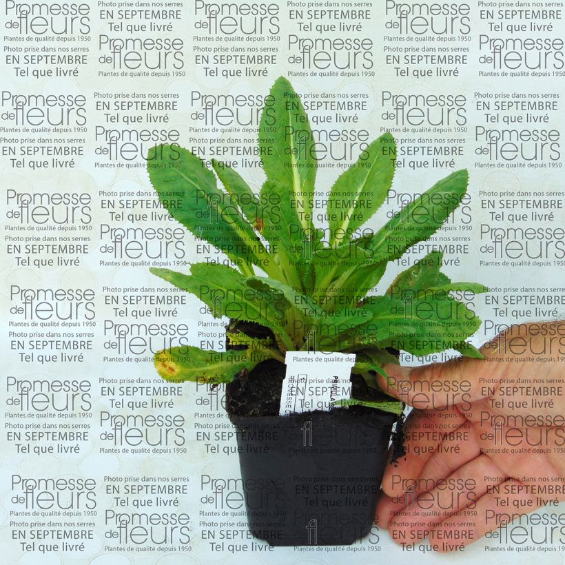 Example of Primula secundiflora - Primel Kleine Töpfe von 8/9 cm as you get