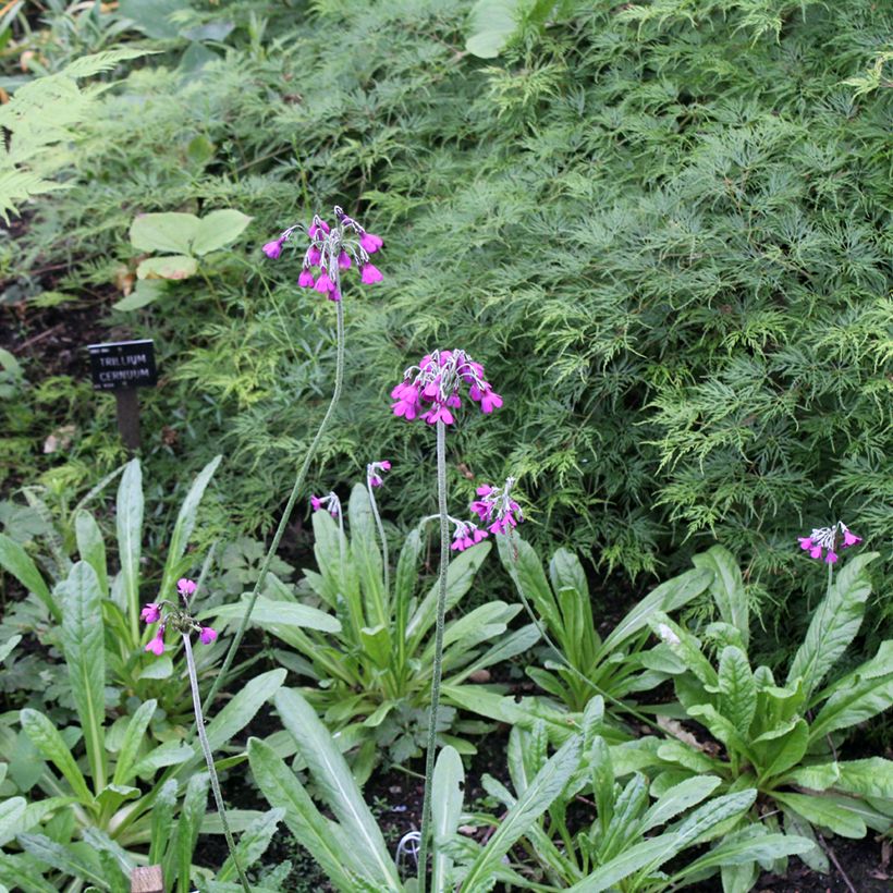 Primula secundiflora - Primel (Plant habit)