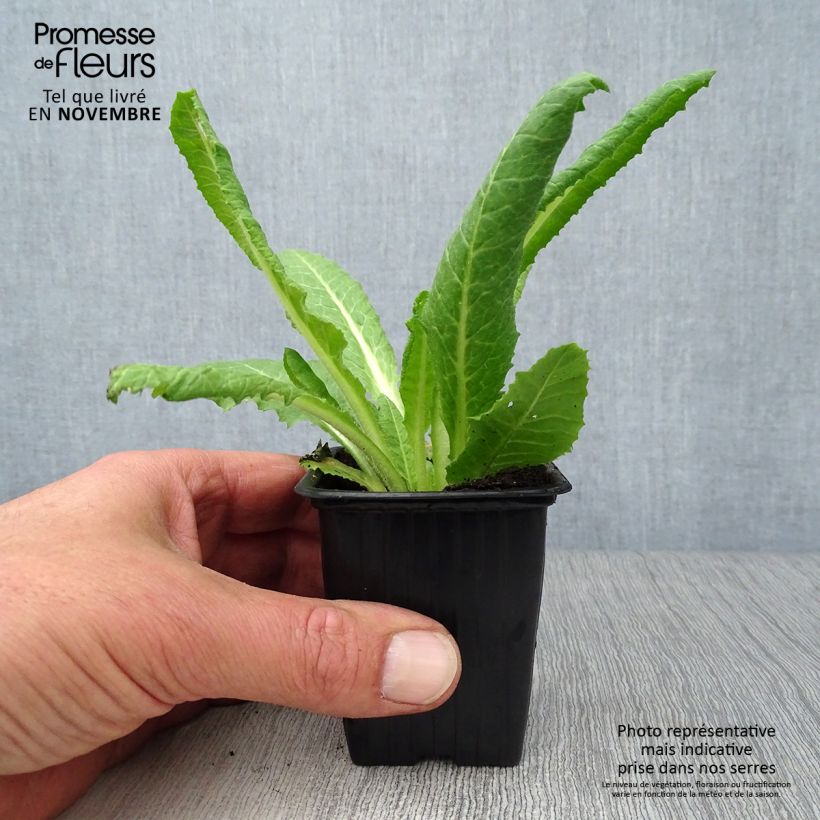 Example of Primula vialii - Primel Kleine Töpfe von 7/8 cm as you get in automne