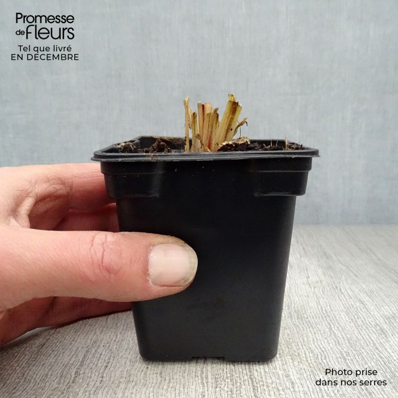 Exemplar von Primula vialii - Primel Kleine Töpfe von 7/8 cm wie im Winter geliefert