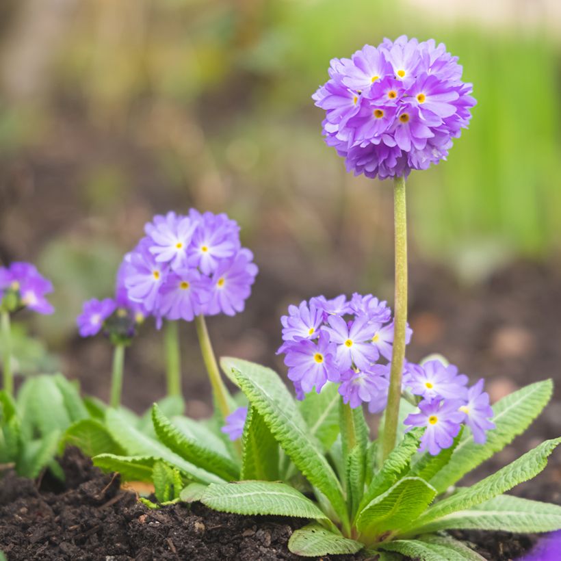 Primula denticulata Prom Lilac - Kugelprimel (Plant habit)