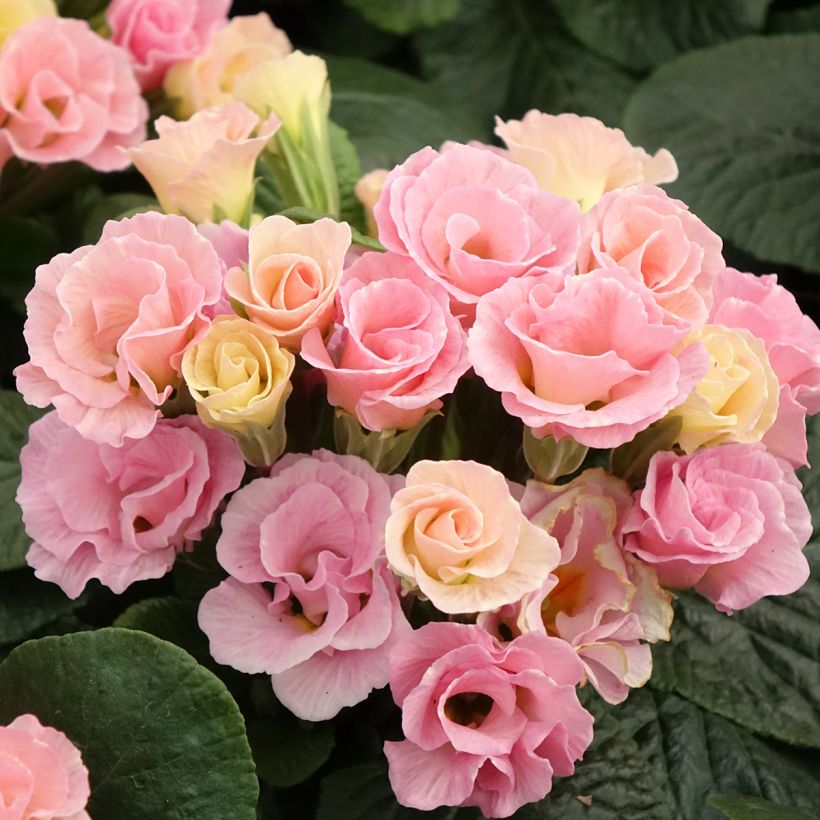 Primula Rosebud F1 Tutti frutti - Kissenprimel (Flowering)
