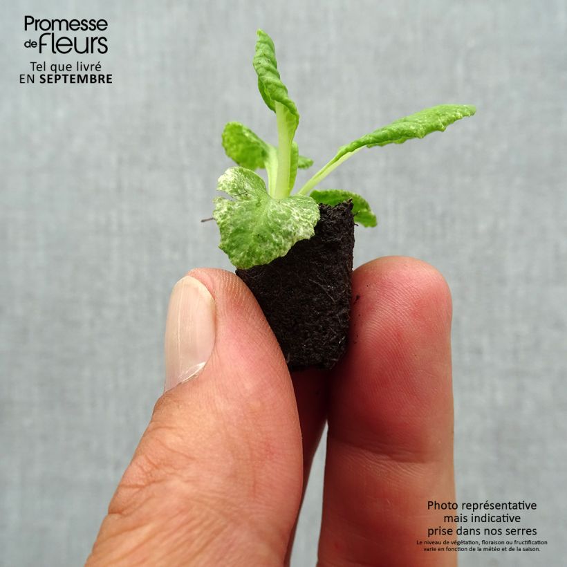 Example of Primula Scentsation Yellow Cream - Kissenprimel Mini-Plug Ø 1,5/2,5 cm as you get in automne