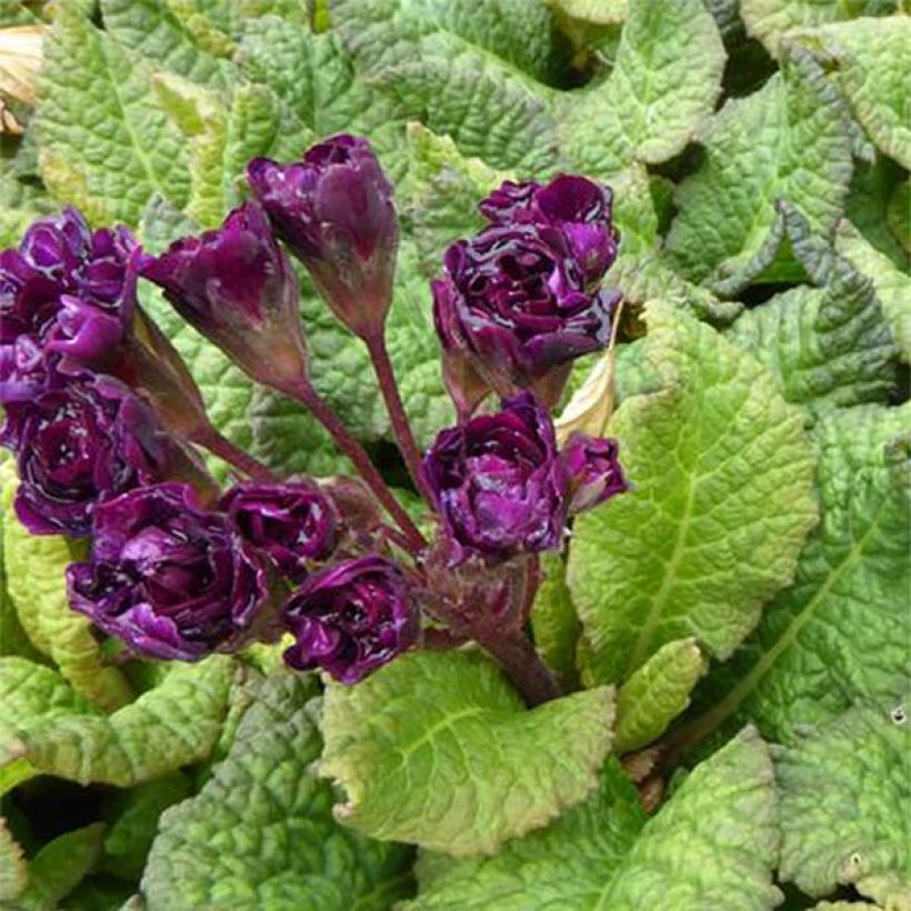 Primula Strong Beer - Kissenprimel (Flowering)