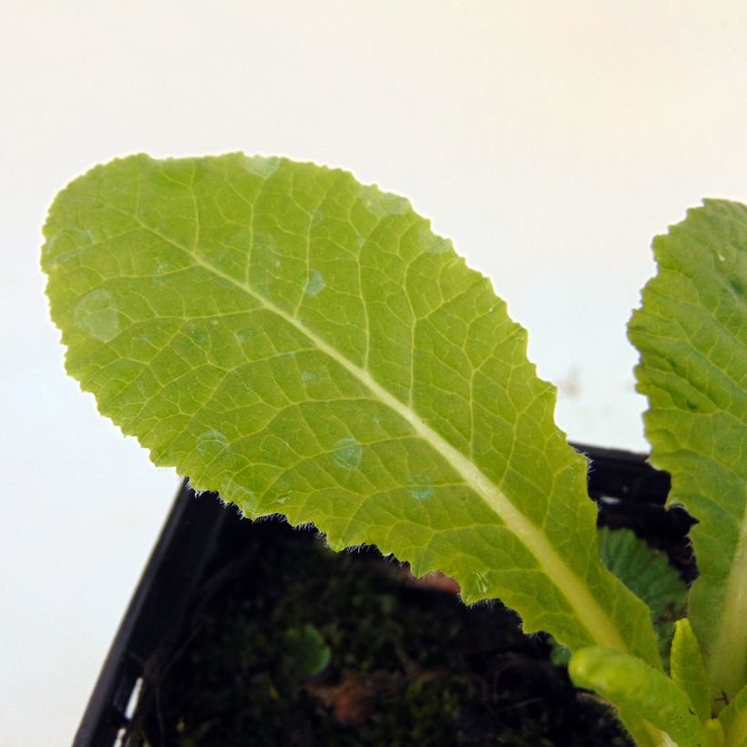 Gelbe Stängellose Schlüsselblume - Primula vulgaris (Foliage)