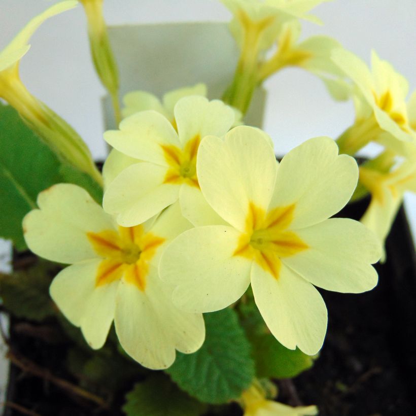 Gelbe Stängellose Schlüsselblume - Primula vulgaris (Flowering)