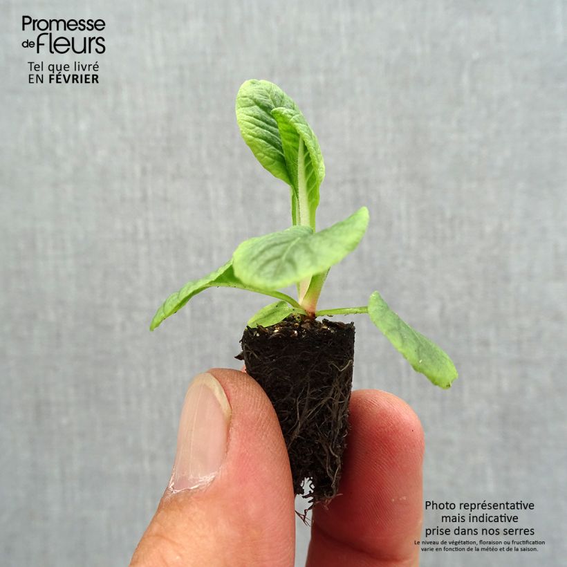 Example of Primula Zebra Blue - Kissenprimel Mini-Plug Ø 1,5/2,5 cm as you get in automne