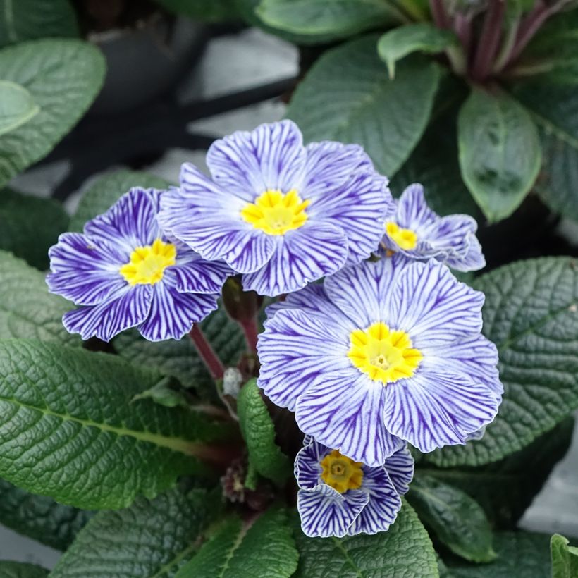 Primula Zebra Blue - Kissenprimel (Flowering)
